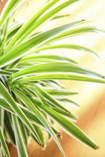 Try These Houseplants to Boost Your Indoor Air Quality