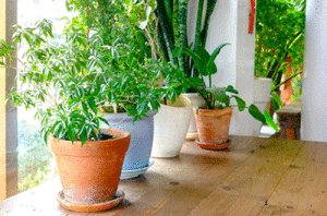 Clean Up Your Air With These Houseplants | Hartman Brothers