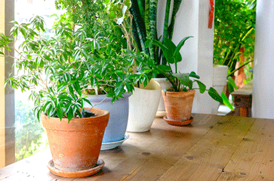 Clean Up Your Air With These Houseplants