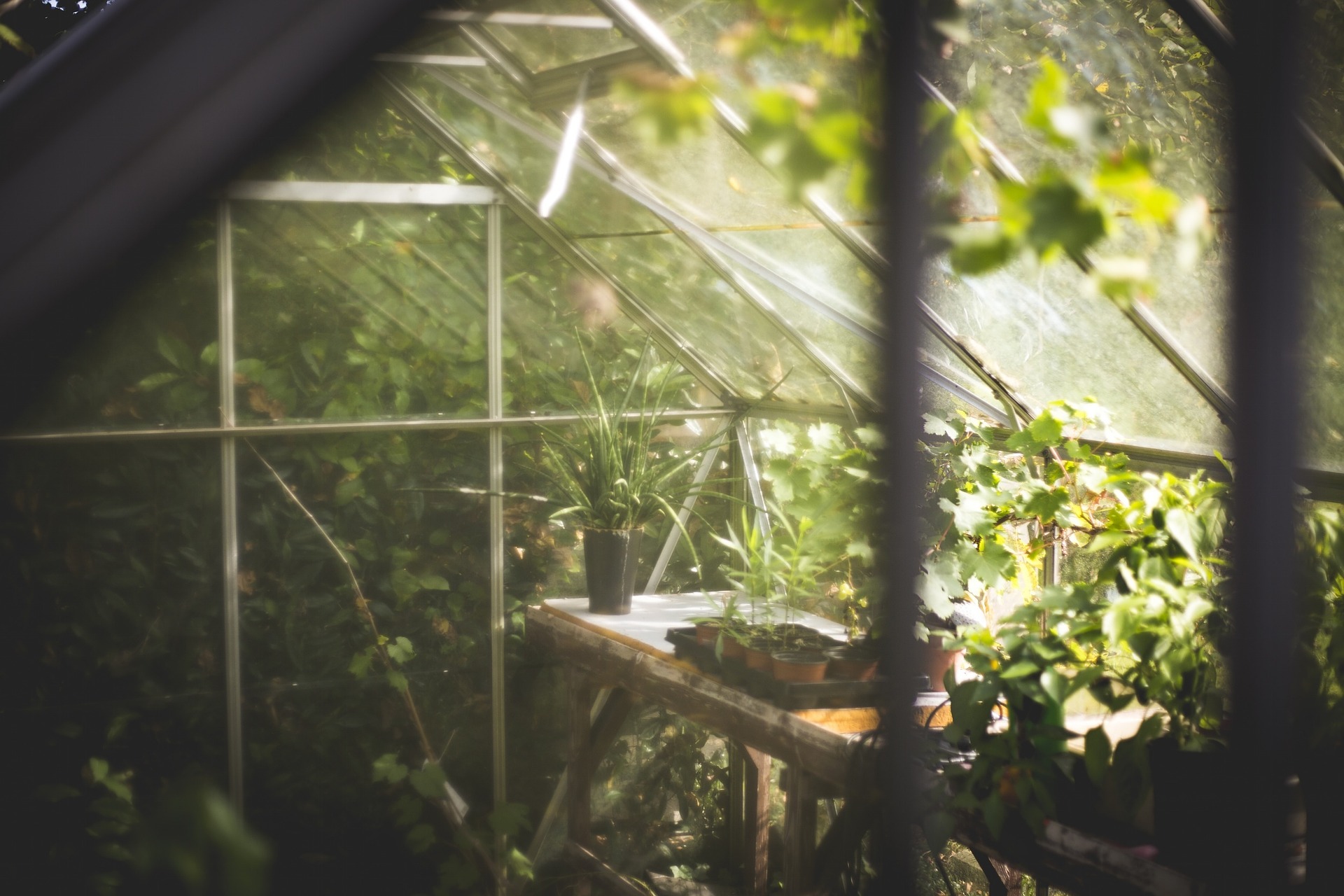 How to Have the Best Greenhouse Ventilation