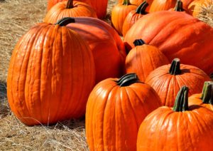 Tips for Prolonging the Life of Your Pumpkin Decorations