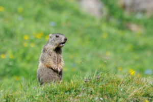 How Groundhog Day Affects Your Winter Heating