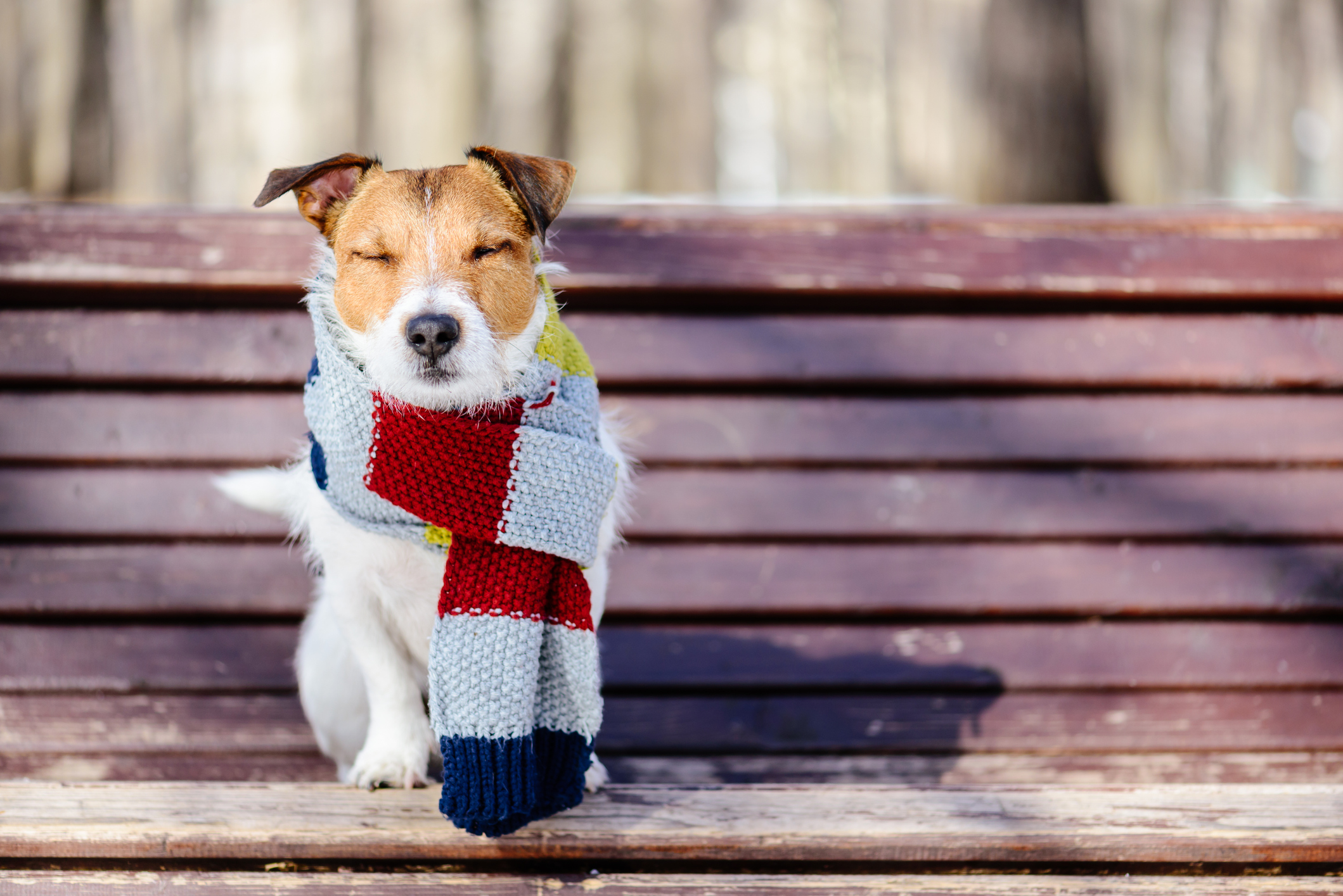 Keep Fido Warm: A Seasonal Guide to Winter Pet Care